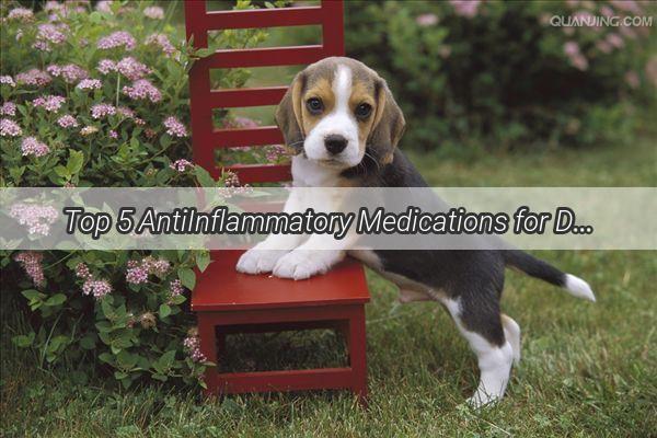 Top 5 AntiInflammatory Medications for Dogs Which One is the Best for Your Furry Friend